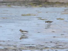 Red-necked Stint thumbnail 2