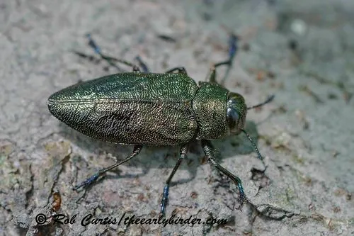 Actenodes simi