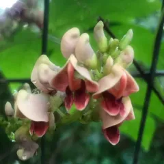 American groundnut thumbnail 4