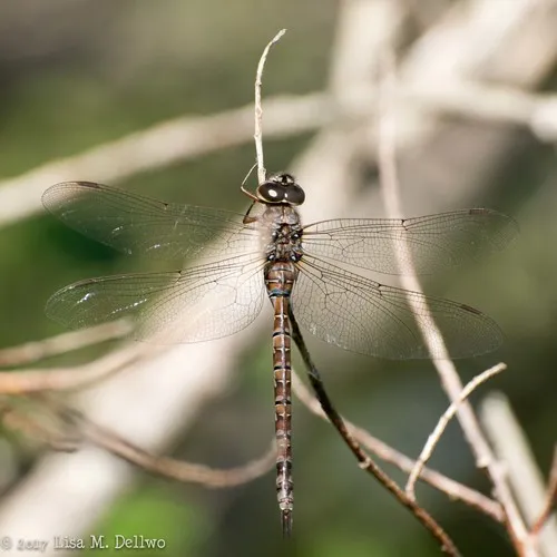 Canada Darner