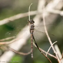Canada Darner thumbnail 1