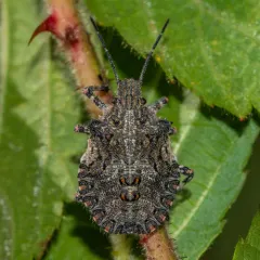 Brochymena arborea thumbnail 4
