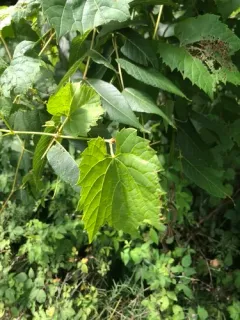 frost grape thumbnail 1
