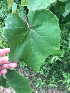 graybark grape thumbnail 4