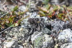 Alticola Looper Moth thumbnail 2