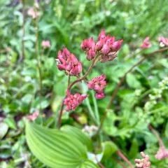 leatherleaf saxifrage thumbnail 3