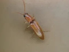 Hooded Click Beetle thumbnail 4