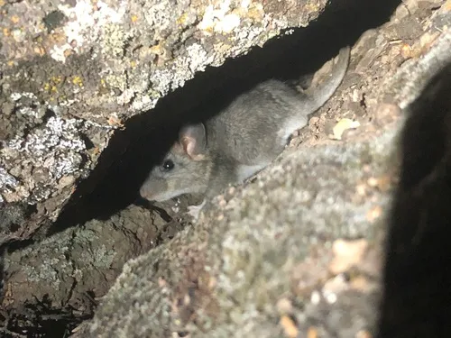 Desert Woodrat