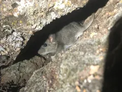 Desert Woodrat thumbnail 1