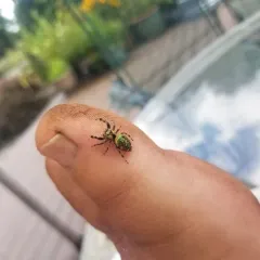 Golden Jumping Spider thumbnail 2