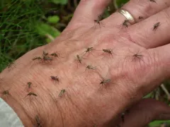 Aedes punctor thumbnail 2