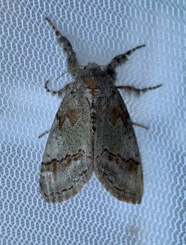 Sharp-lined Tussock Moth