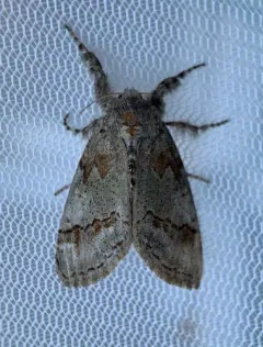 Sharp-lined Tussock Moth thumbnail 1