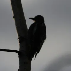 Red-naped Sapsucker thumbnail 2