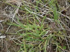 Bear Sedge thumbnail 2