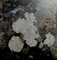 White Rim Lichen thumbnail 2