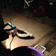 Striped Skunk thumbnail 4