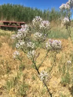 Telescoping Mustard thumbnail 4