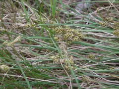 Weak-cluster Sedge thumbnail 2