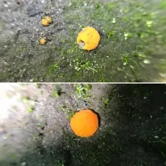 Ramsbottomia asperior thumbnail 2