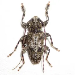 Aegomorphus modestus thumbnail 4