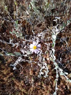 California Aster thumbnail 2