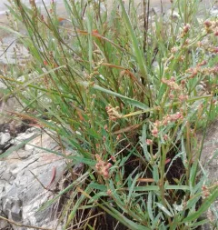 Grass-leaved Orache thumbnail 4