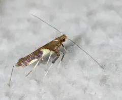Caloptilia umbratella thumbnail 3
