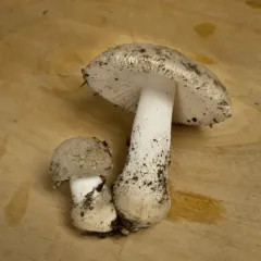 American Floury Amanita thumbnail 1