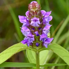 common selfheal thumbnail 5