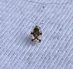 Walnut Lace Bug thumbnail 3