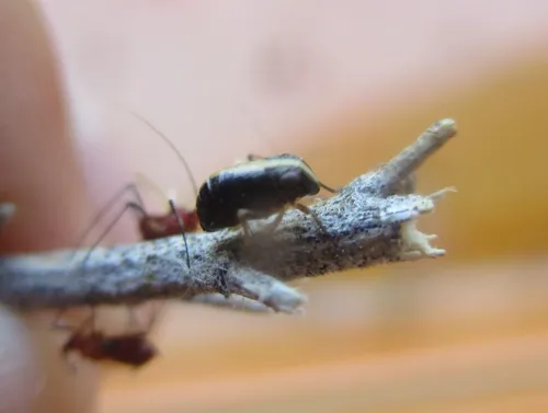 Bruchomorpha dorsata