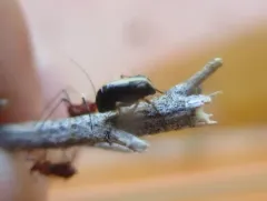 Bruchomorpha dorsata thumbnail 1