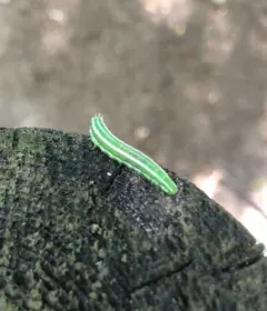 European Spruce Sawfly thumbnail 3
