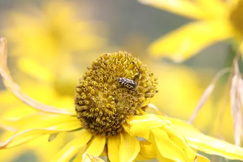 Acmaeodera mixta