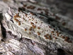 Rusty Firedot Lichen thumbnail 2