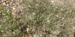 Dwarf Conyza thumbnail 1