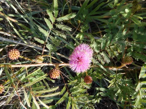 Fourvalve Mimosa
