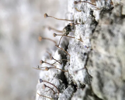 Sclerophora farinacea