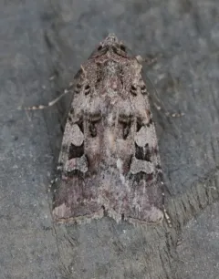Lillooet Dart thumbnail 2
