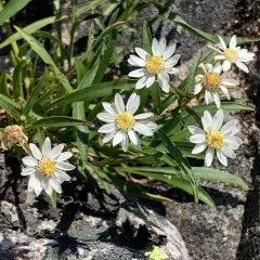 white flat-topped goldenrod thumbnail 4