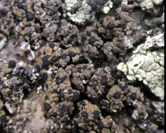 Parasitic Button Lichen thumbnail 2