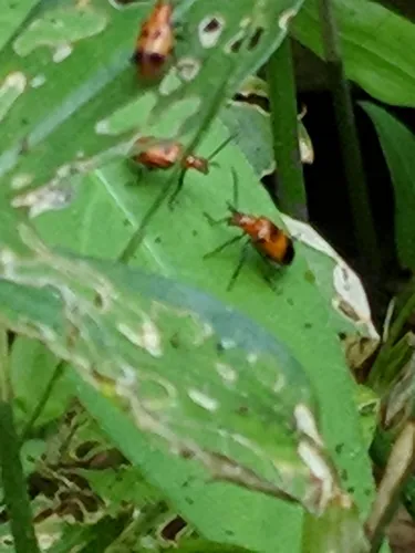 Six-spotted Neolema