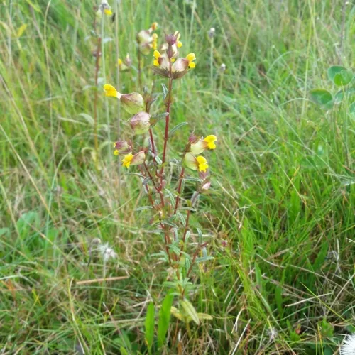 Yellow Rattle