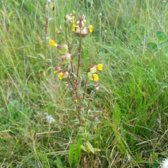 Yellow Rattle thumbnail 1