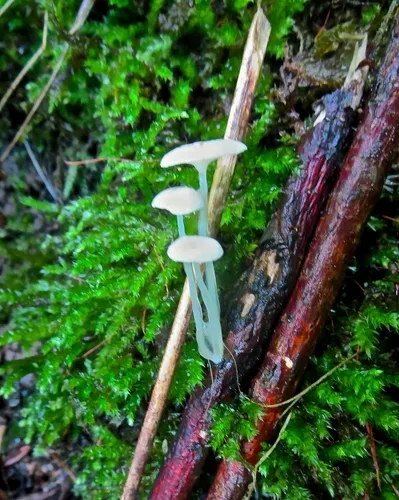 Resinomycena acadiensis