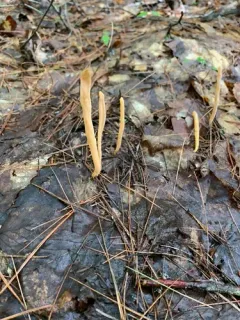 Flame fungus thumbnail 3