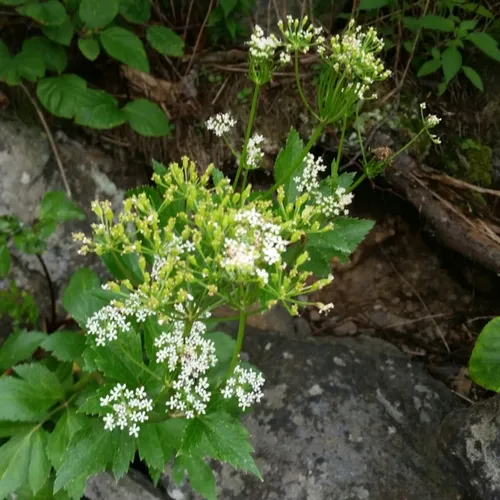 Scots Lovage