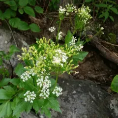 Scots Lovage thumbnail 1