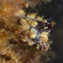 Stalked Sea Squirt thumbnail 2